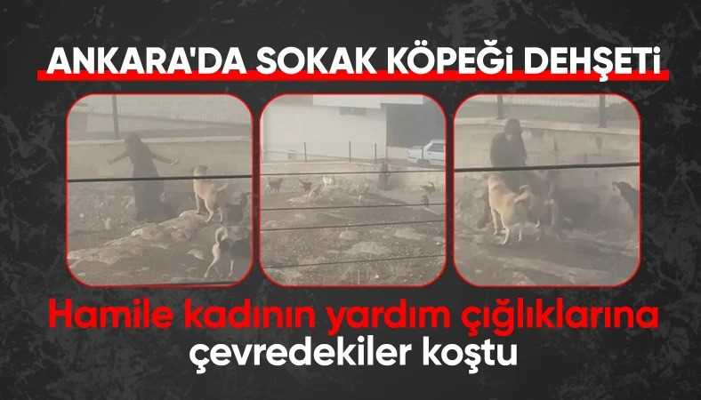 Ankara'da Sokak Köpeği Dehşeti